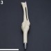 5Pcs White Femur Finger Spine Tibia Fibula Bone Ball Pen Nurse Radiographer Gift Blue Ink B017TR9A20